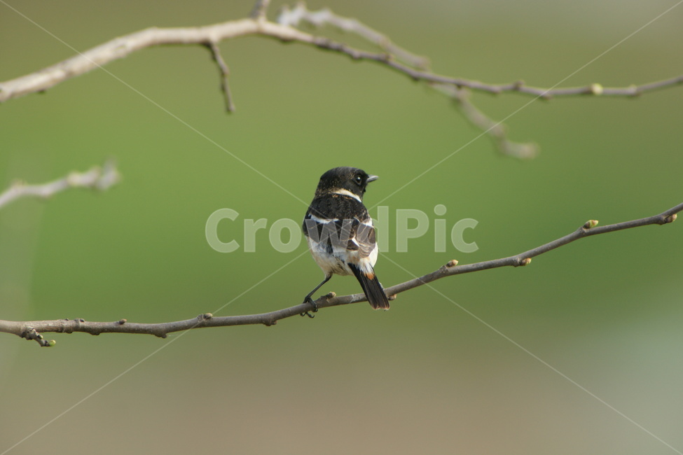 검은딱새,조류,새,작은새,철새,동물,animal,조류,새,birds