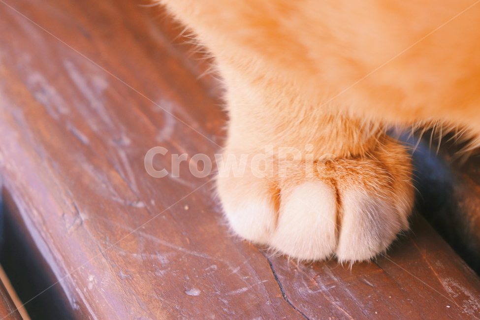 sunlight,drowsy,stray cat,Meow,cat,natural light