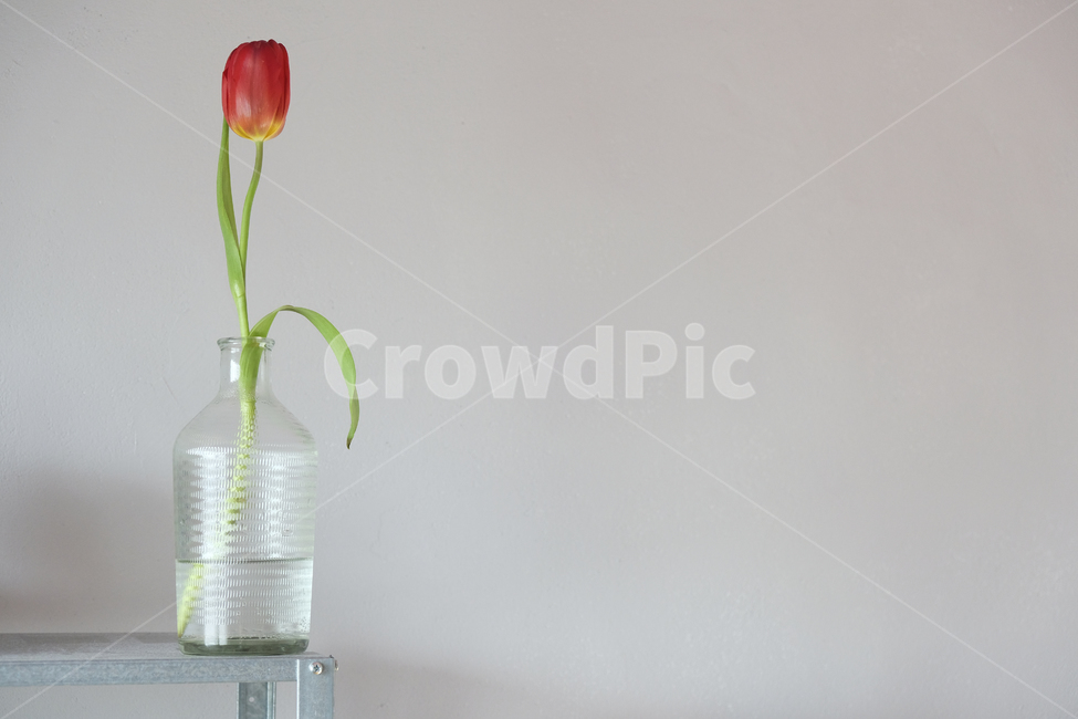 plant,식물,blossom,꽃,튤립,flower,tulip,atulip,한송이,한송이꽃,튤립한송이,simple,minimal,미니멀,red,green,color,심플,실내용화초,화분,화초,house plant