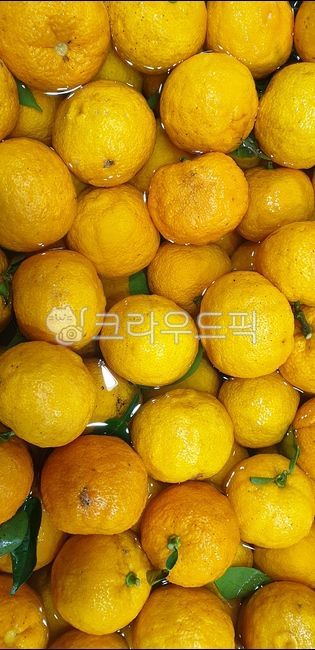 fruit,과일,유자,유자청,노랑