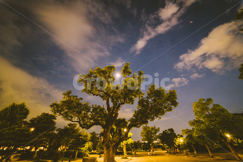 나무,야경,자연,달,밤,tree,night,nature,moon,구름,풍경,cloud,landscape,자연,풍경,nature,landscape,야경,밤,nightscape,night,outdoors,옥외