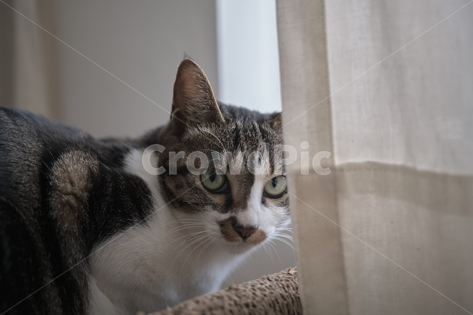 cat,고양이,pet,애완동물,animal,동물,home,집,동물,animal,포유류,mammal,고양이,cat,kitten,kitty