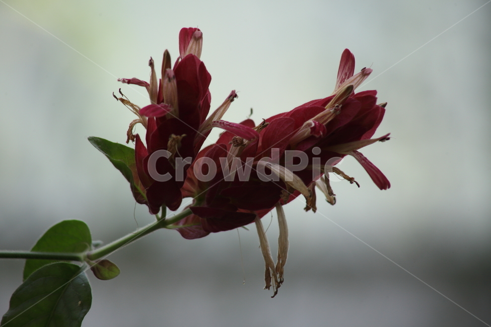 새우풀,꽃,새우풀꽃,종교식물,shrimpplant,식물,자연,plants,nature,꽃,flower
