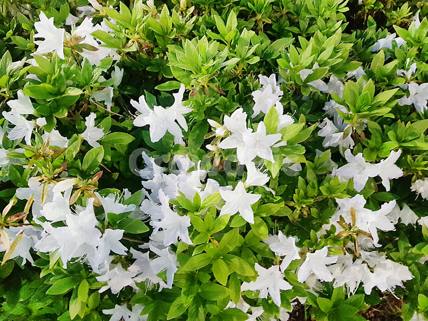 꽃,진달래꽃,식물,자연,진달래,plants,nature,flower,봄,야외,정원,공원,나무,들꽃,나들이,소풍,계절,spring,흰색,꽃잎,흰색꽃