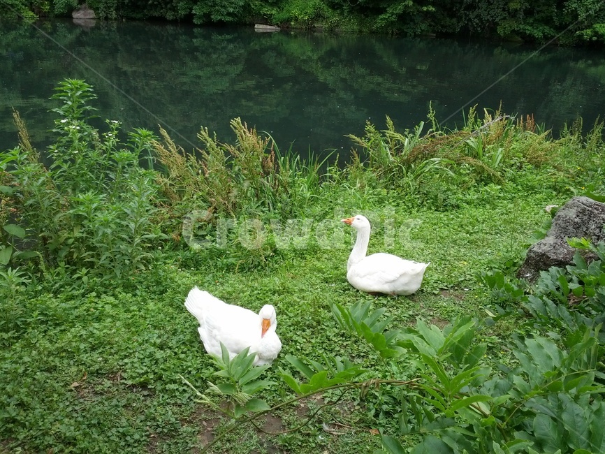 오리,연못,거위,자연,생태계,nature,동물,풀