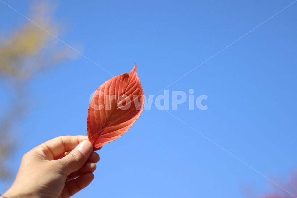 단풍잎,빨강,가을,감성,하늘,손,veins,정맥,plant,식물,leaf,잎
