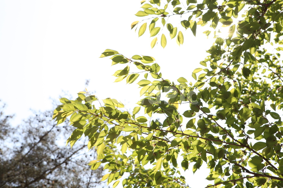 잎,식물,나무,봄,자연,식물,자연,plants,nature