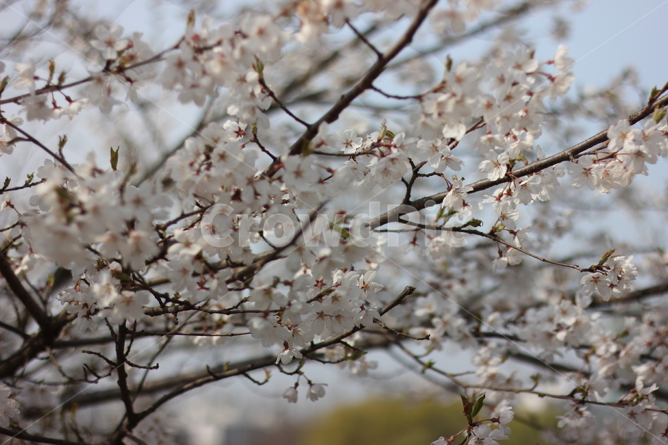 봄,봄꽃,벚꽃,꽃,풍경,봄,계절,spring,season,식물,자연,plants,nature,꽃,flower,plant,blossom