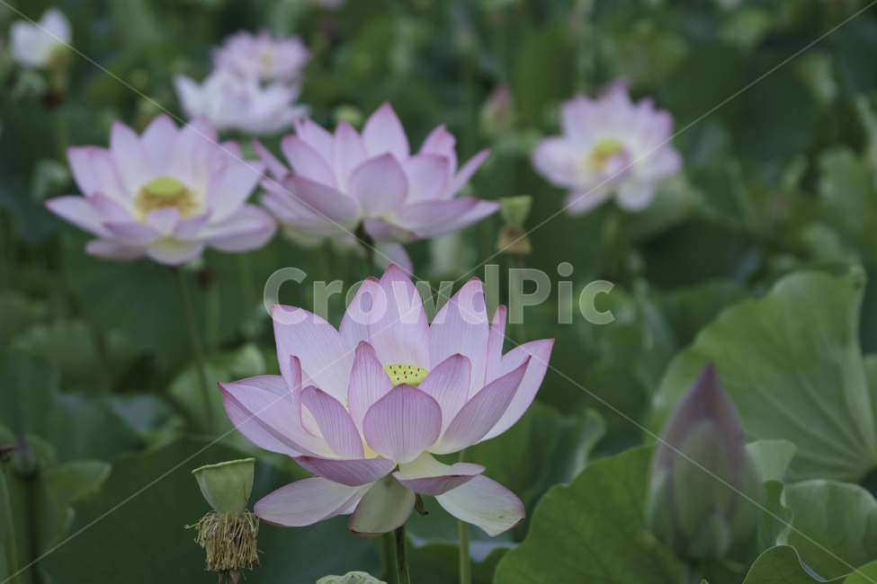 plant,식물,blossom,flower,꽃,lily,백합,연꽃,lotus