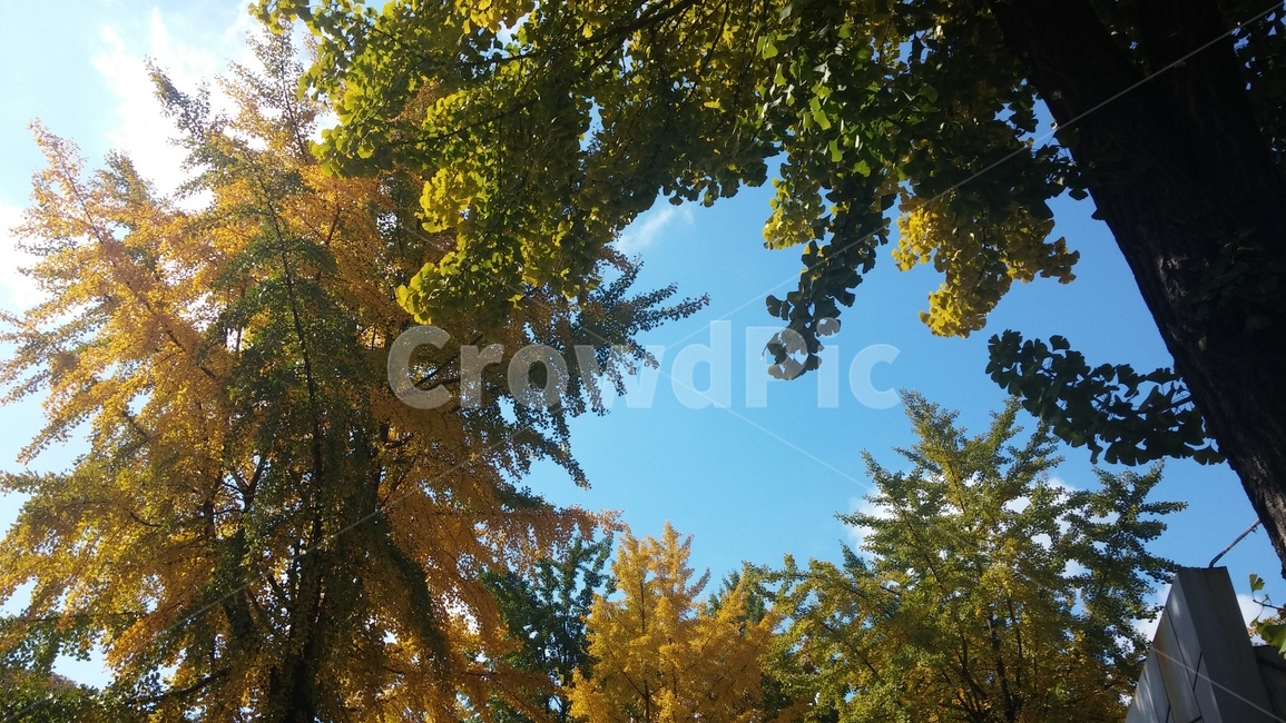 도봉산은행나무,초가을도봉산,도봉산,도봉산나무,가을도봉산