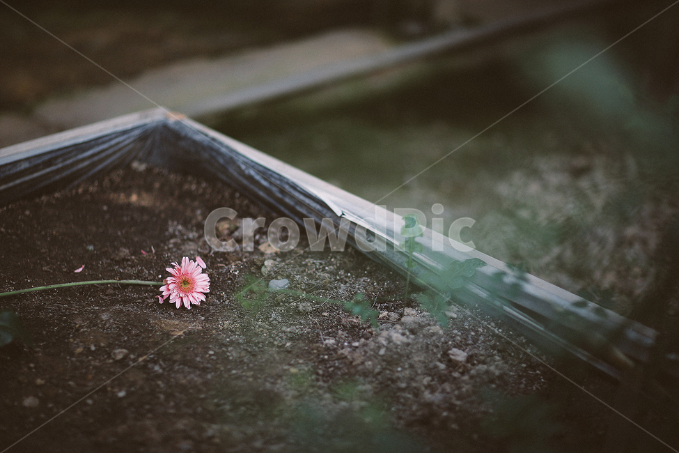 꽃,4월,아산,낙화,슬픔,식물,자연,plants,nature,꽃,flower,감성,sensible,feeling