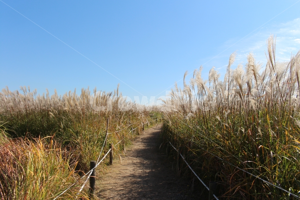 가을,하늘,구름,하늘공원,억새,공원,산책,힐링,가을,계절,fall,autumn,season,자연,풍경,nature,landscape,plant,식물,grass,잔디,building,건물,bridge,다리,boardwalk,산책로
