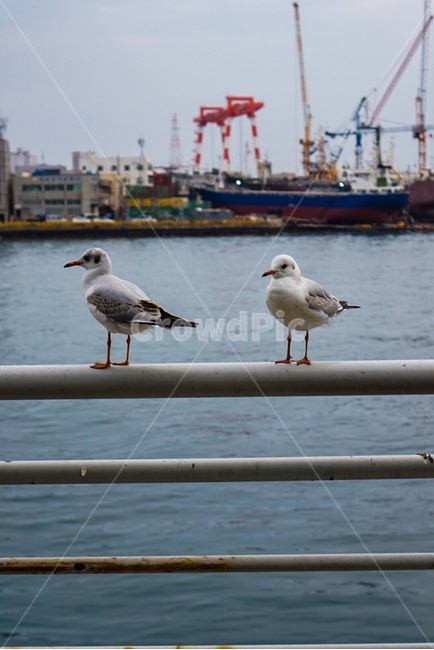 자갈치시장,바다,갈매기,동물,물,animal,sea,jagalchimarket,동물,animal,조류,새,birds