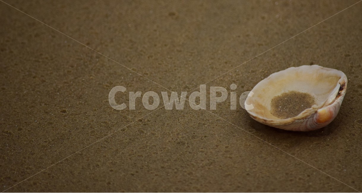 조개,모래,사물,물건,귀여움,작은,배경화면,accessories,props,design,clam,shellfish,해변,바다,beach,sea