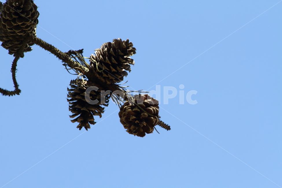 솔방울,하늘,종자,번식,pinecone,식물,자연,plants,nature