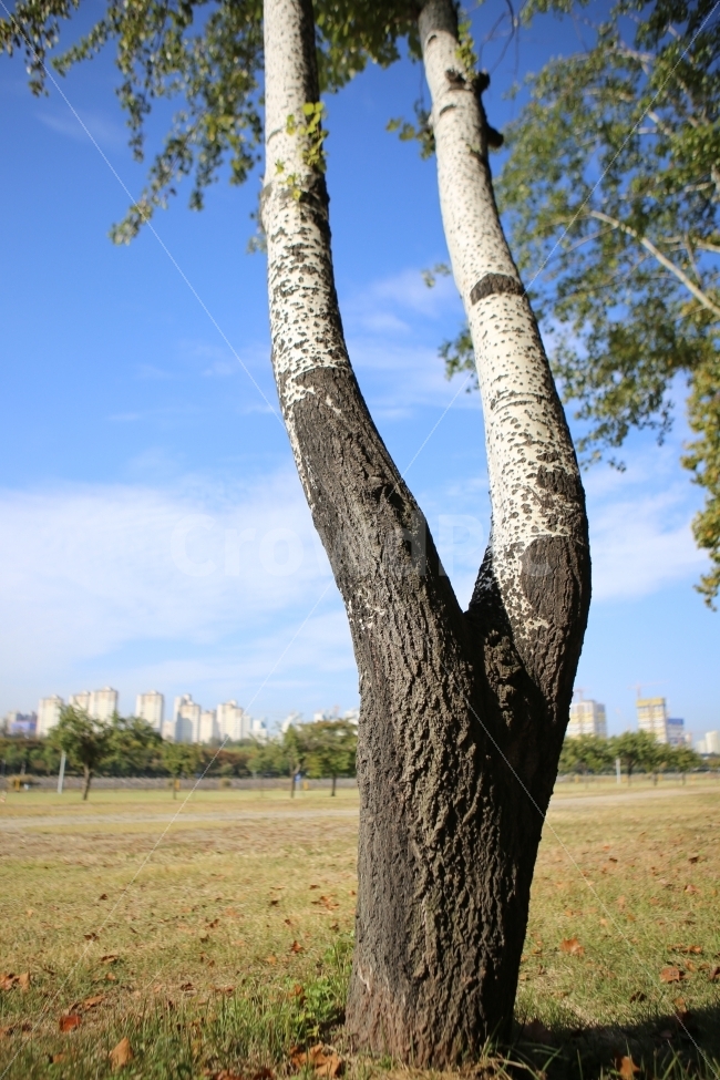 나무,자연,하늘,아파트,공원,식물,식물,자연,plants,nature,나무,trees,wood
