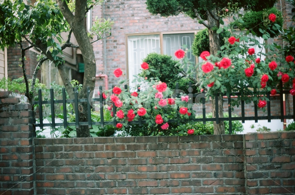 장미,빨간장미,색감,여름담장,자연,풍경,식물,자연,plants,nature,꽃,flower