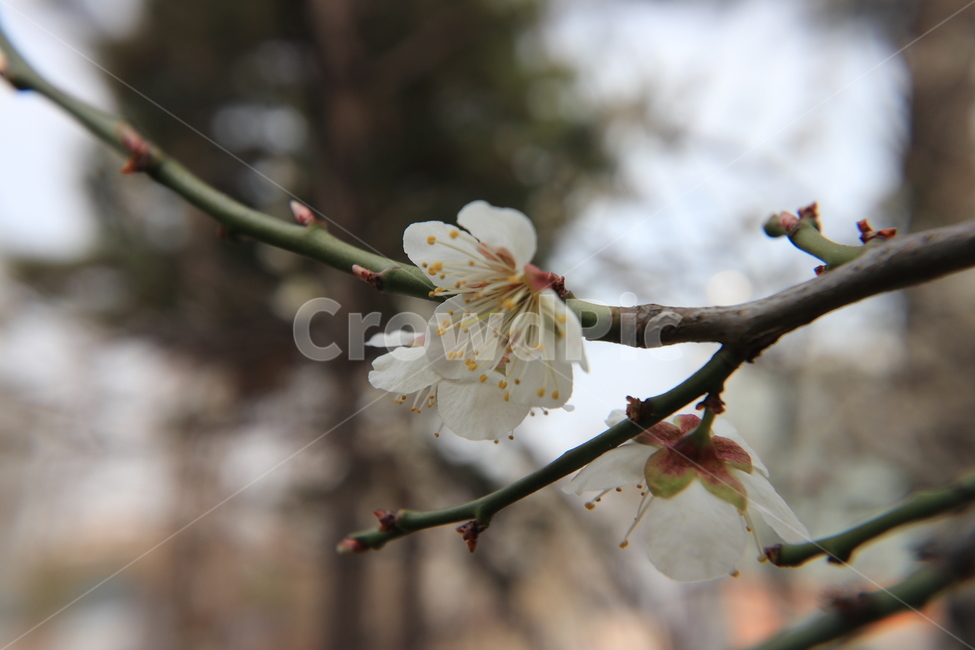 봄,벚꽃,꽃,spring,flower,cherryblossoms,봄,계절,spring,season,식물,자연,plants,nature,꽃,flower,plant