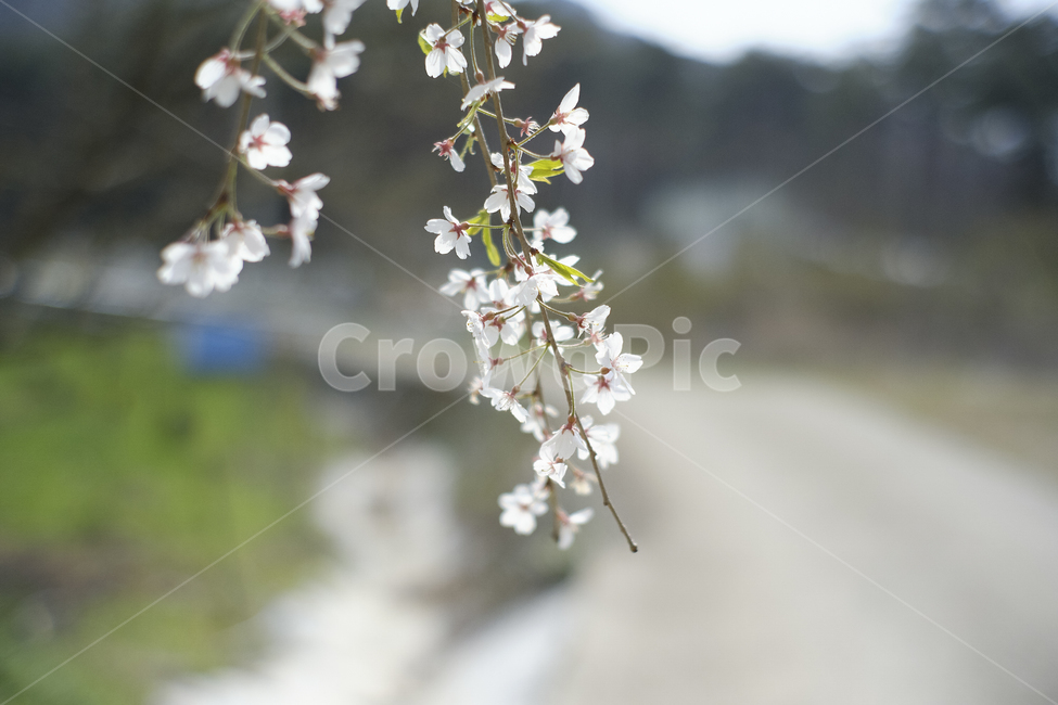 꽃,벚꽃,flower,봄꽃,수양버들벚꽃