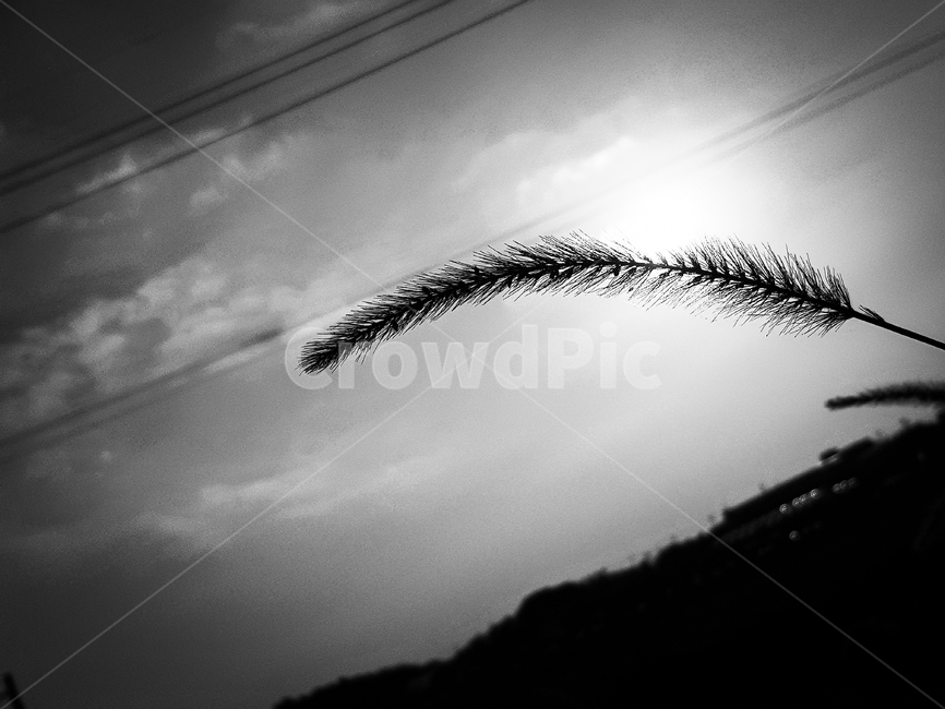 역광,강아지풀,가을,분위기,식물,plant,바람,풍경,흑백풍경,햇빛,빛,sunshine,sun,light,sunlight