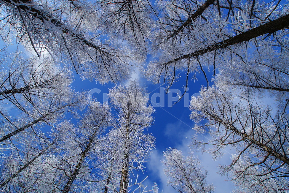 함백산,만항재,설경,풍경,겨울,겨울,계절,winter,season,자연,풍경,nature,landscape,outdoors,옥외