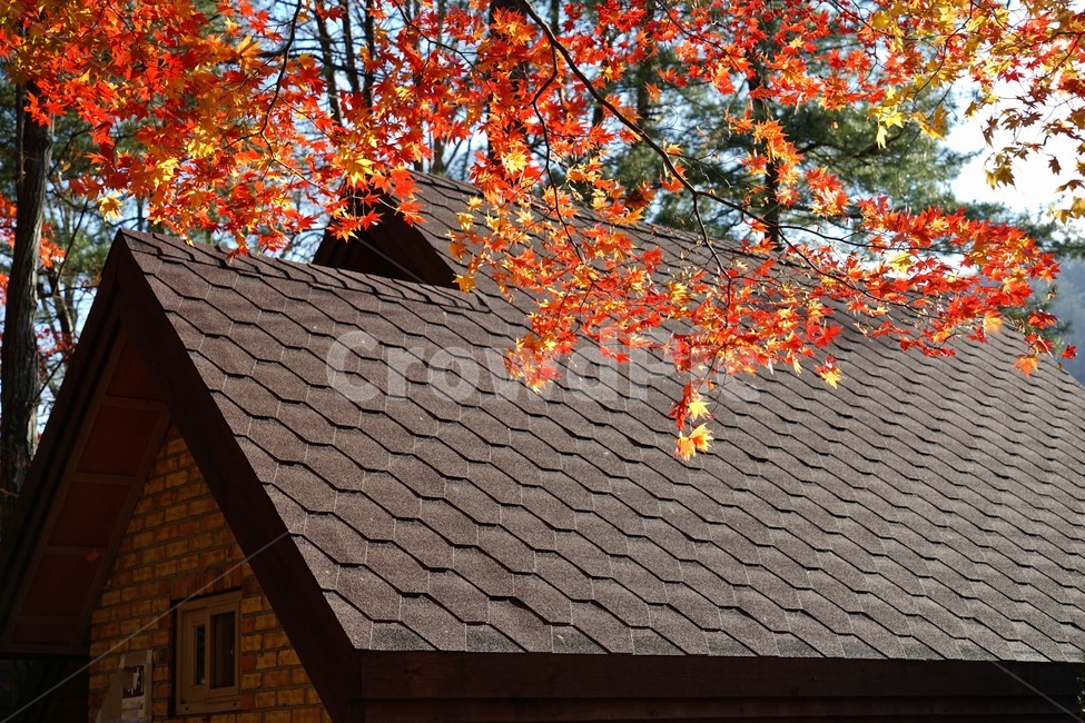 가을,단풍,나무,추색,풍경,감성,계절,가을,계절,fall,autumn,season,roof,지붕