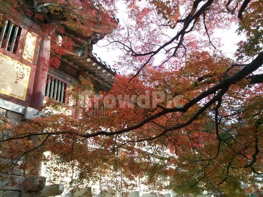 단풍,불국사,가을,경주,자연,나무,가을,계절,fall,autumn,season,plant,식물,tree