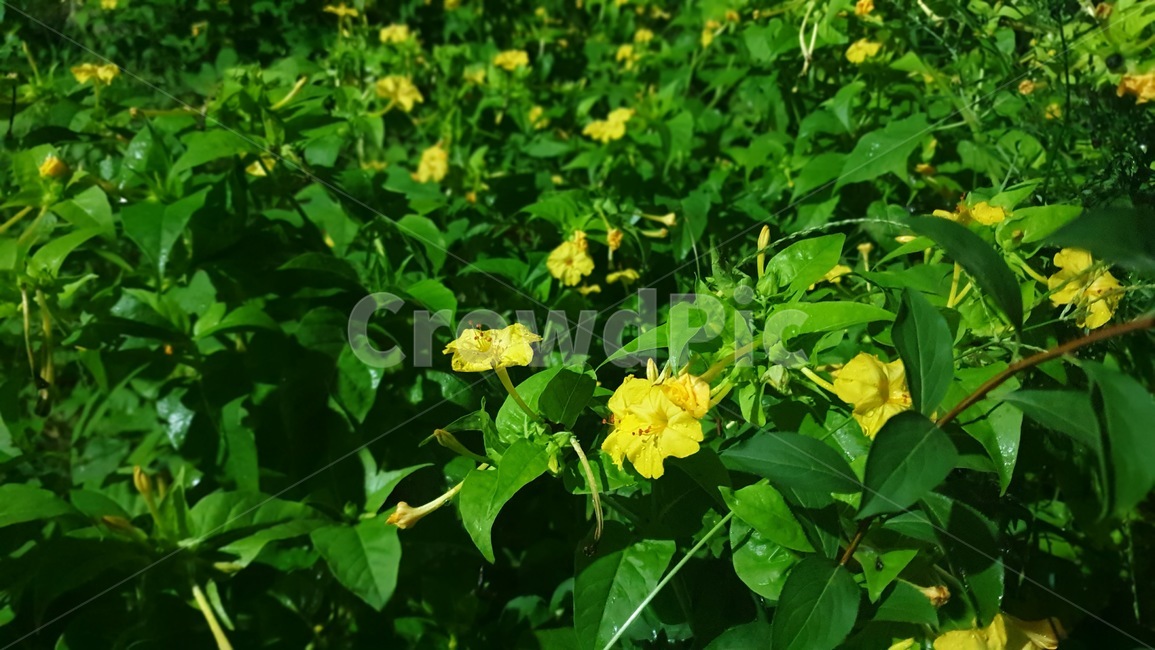 잎,꽃,분꽃,초록,노랑,자주,자연,식물,leaf,flower,mirabilisjalapa,green,yellow,nature,plant,blossom,color,색감,식물,자연,plants,nature,꽃,flower