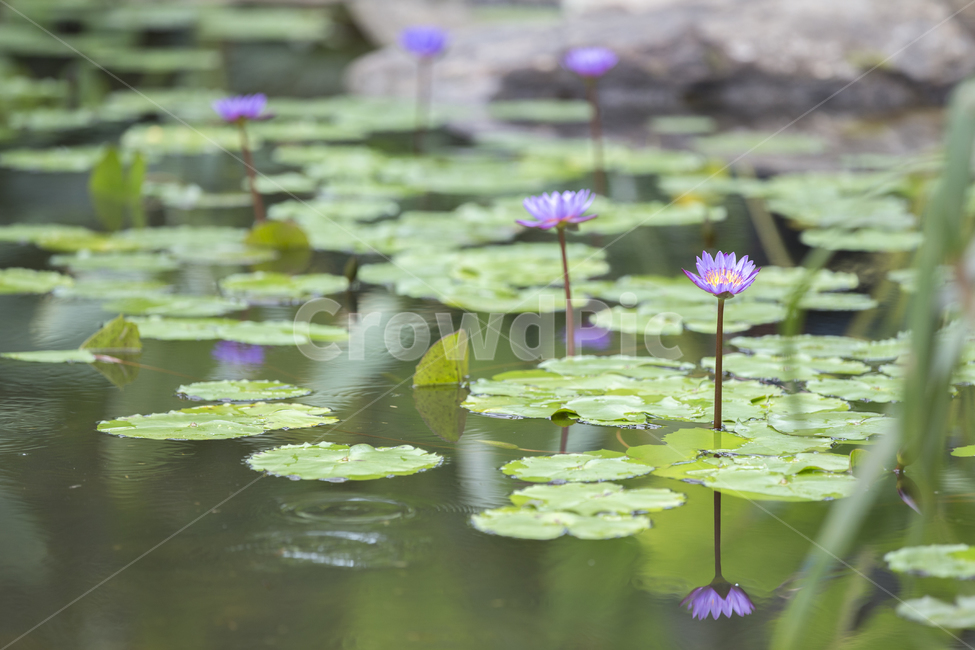 수련,연못,습지,waterlily,플라워,flower,blossom,plant,식물,꽃,nymphaea,pondlily