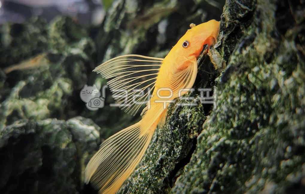 golden fish,yellow fish,sealife,fin,water,aquarium,summer,goldfish,Valley,fish,animal,valley,marine life