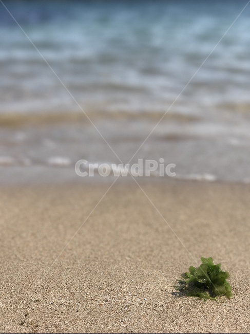 제주,해변,바다,파도,파란바다,해변,바다,beach,sea