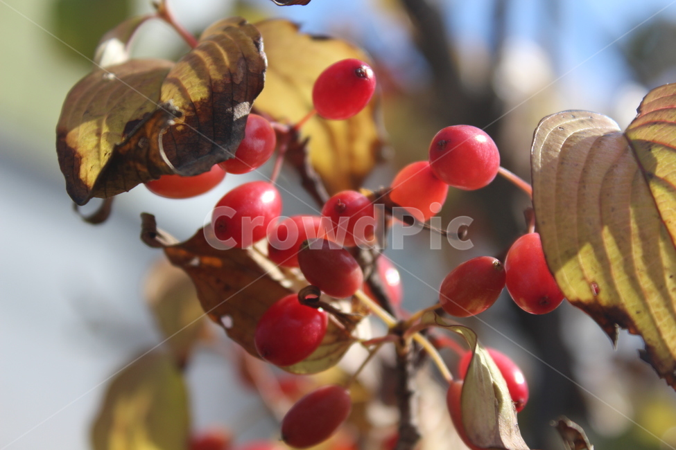 plant,식물,red,fruit,열매,과일,열매,fruit