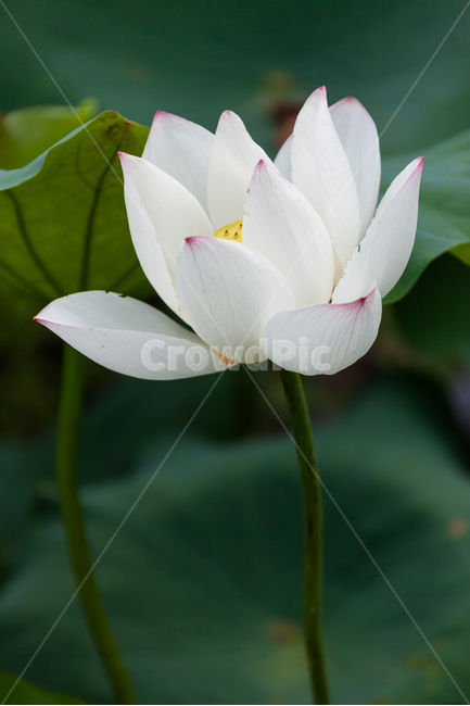 연꽃,불교,여름,식물,정원,꽃잎,꽃,식물,자연,plants,nature,꽃,flower
