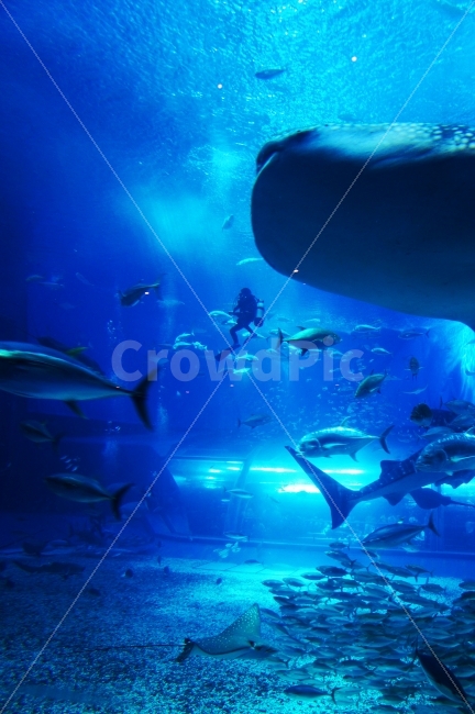 수족관,다이빙,물고기,상어,실루엣,사람,동물,animal,어류,물고기,fish,사람,인물,인간,human,person,인물실루엣,사람실루엣,character silhouette,human silhouette,water,물,aquatic,물의