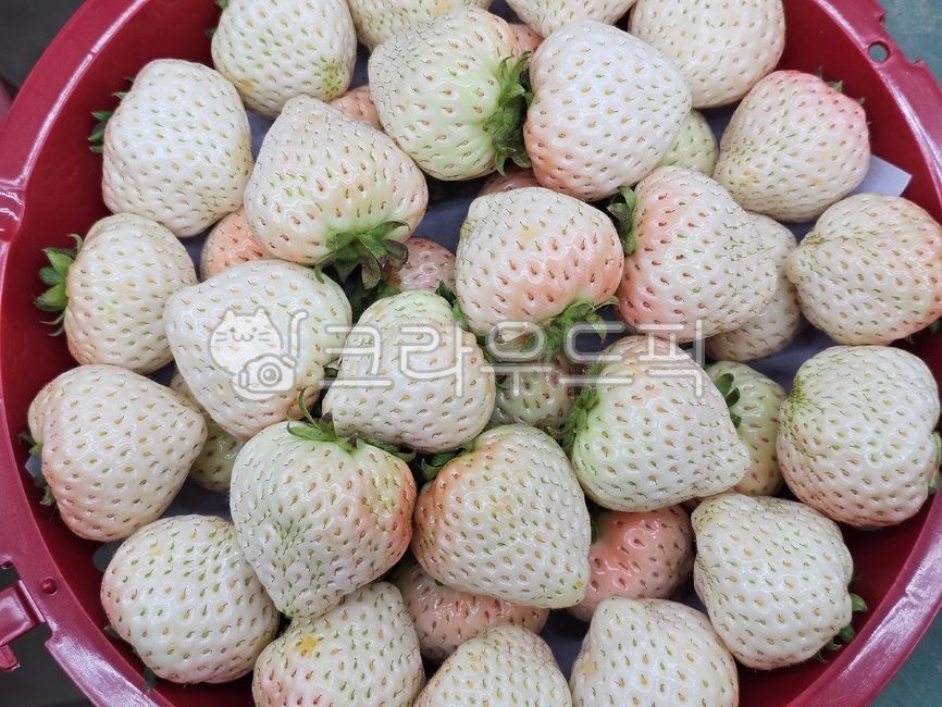 신데렐라딸기,만년설딸기,흰딸기,흰색딸기,fruit,strawberry,열매,과일,새콤달콤