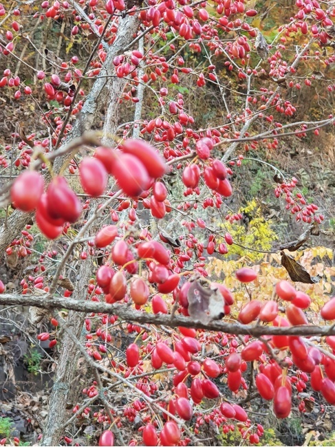 자연,nature,plant,식물,열매,빨간열매,주렁주렁,산수유,산수유열매,나무,tree,풍성한