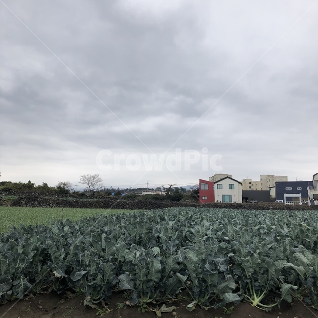 plant,식물,밭,농장,먹구름,농촌,우울,풀,감성,배경,경치,여름,회색하늘,graysky