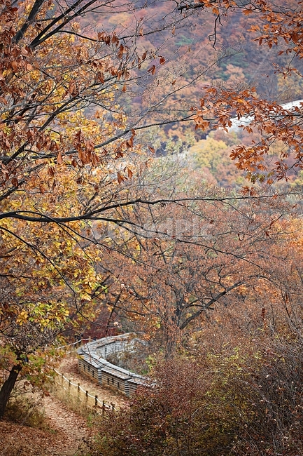 남한산성,성,성곽,단풍,낙엽,길,둘레길,담,돌담,가을,자연,풍경,벽,울긋불긋,산성,식물,숲,숲길,가을,계절,fall,autumn,season