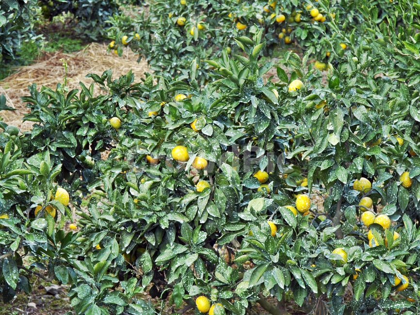 귤,감귤,농약,농사,작물,제주,서귀포시,식물,자연,plants,nature,과일,열매,fruit
