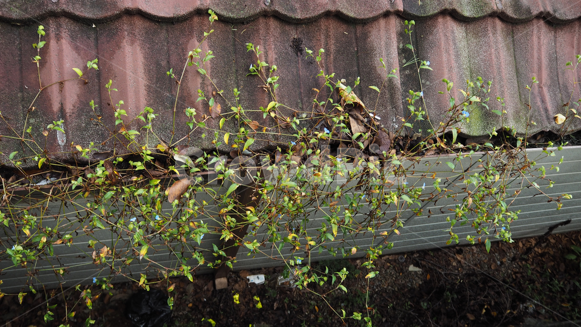 식물,야외,그린,plants,outdoors,green,식물,자연,plants,nature