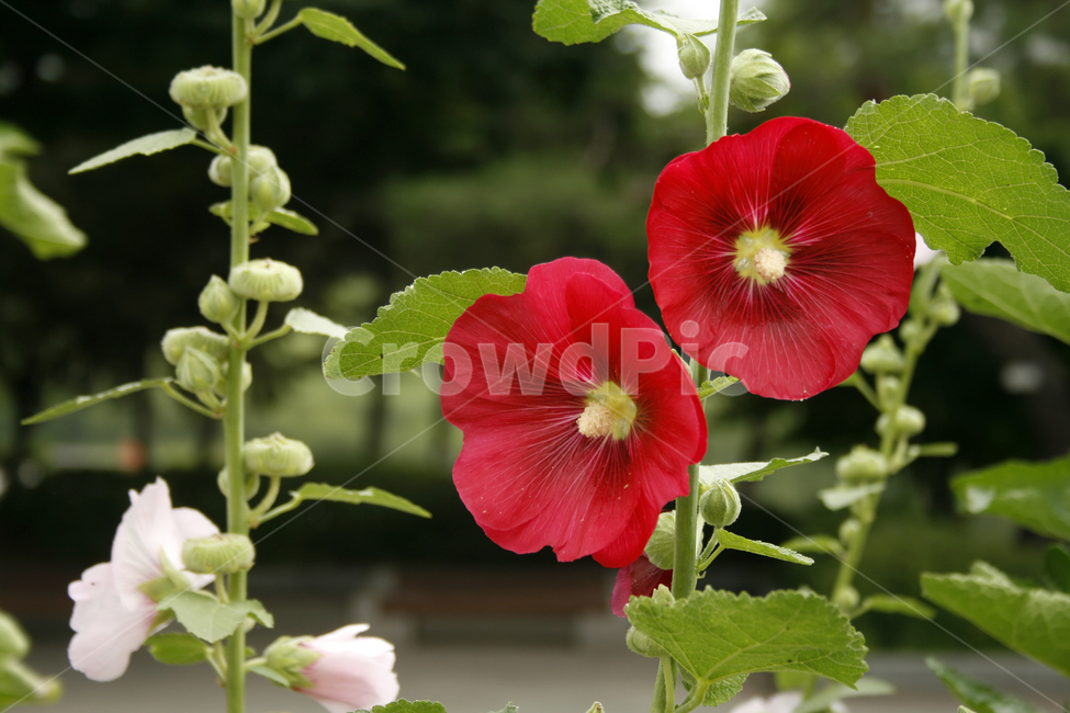 접시꽃,식물,flower,plants,nature,꽃,꽃봉오리,식물,자연,plants,nature,꽃,flower