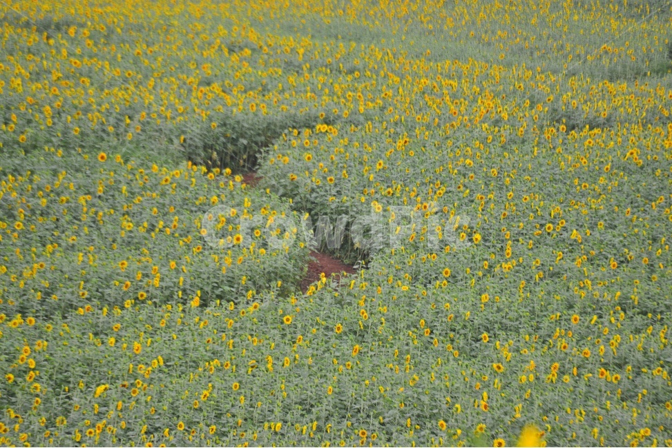 field,들,outdoors,옥외,nature,자연,rural,농촌,farm,농장,고창,학원농장,해바라기,해바라기밭,해바라기꽃,농업,농사,경작,농경,자연,풍경,nature,landscape