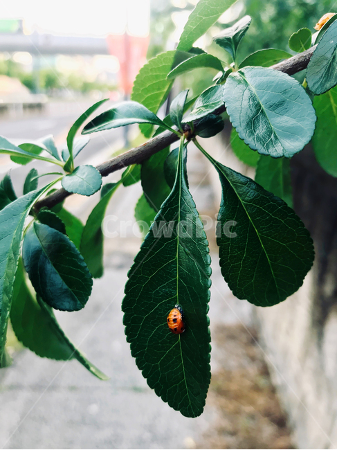 green leaves,green,Street,ladybug,fresh,leaf