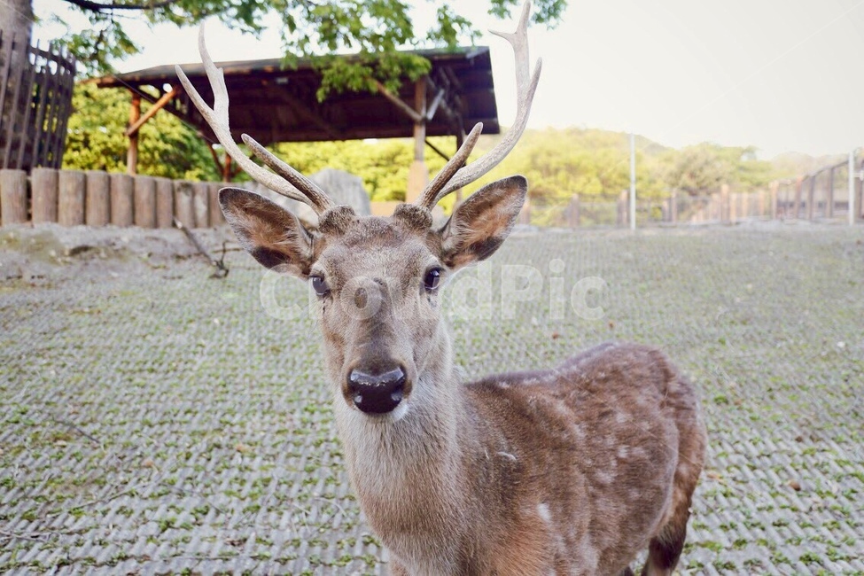 사슴,나무,동물원,zoo,deer,동물,animal,포유류,mammal