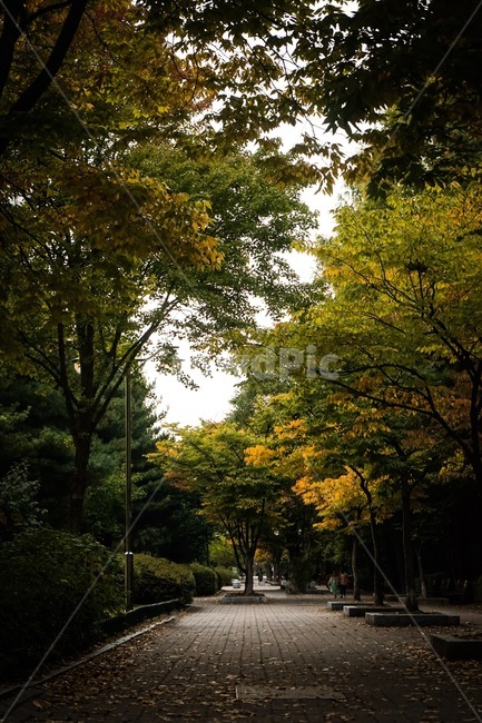 낙엽,가을풍경,가을,길,가로수,나무,플라타너스,공원길,일상,가을,계절,fall,autumn,season,자연,풍경,nature,landscape,tree,plant,식물,tree trunk,나무 줄기