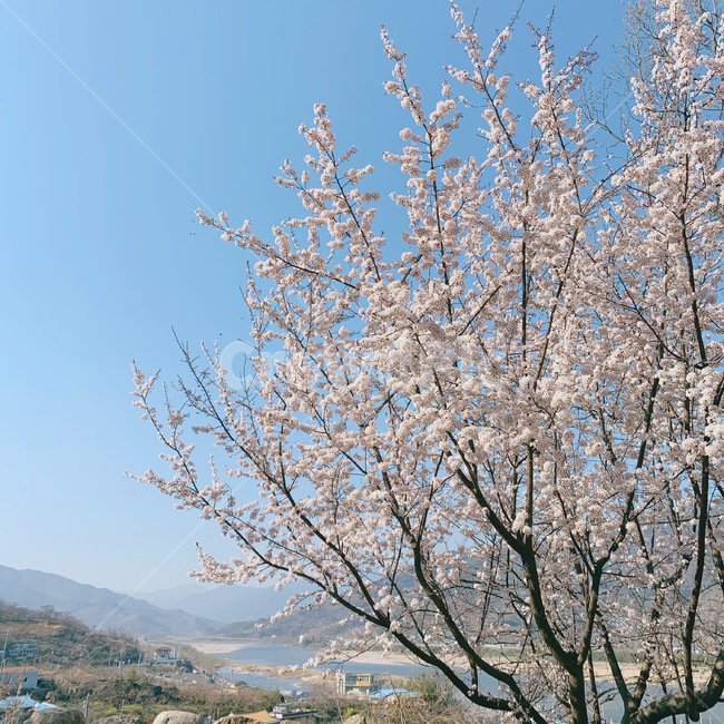 plant,식물,매화,풍경,봄