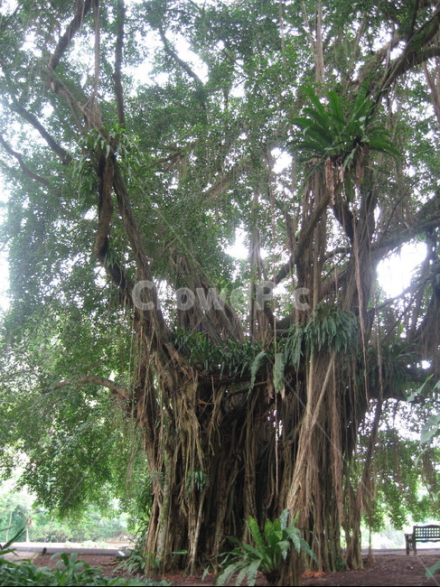 tree,나무,가든,자연,정원,식물,자연,plants,nature,나무,trees,wood