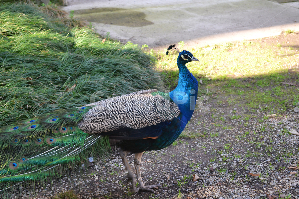 공작,공작새,새,공원,peacock,동물,animal,조류,새,birds