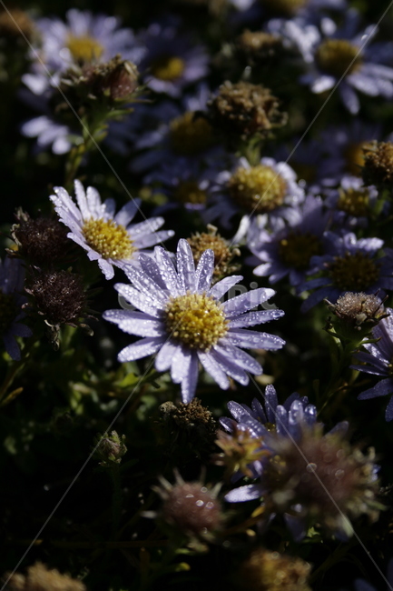 쑥부쟁이,꽃,flower,식물,plant,식물,자연,plants,nature,꽃,flower