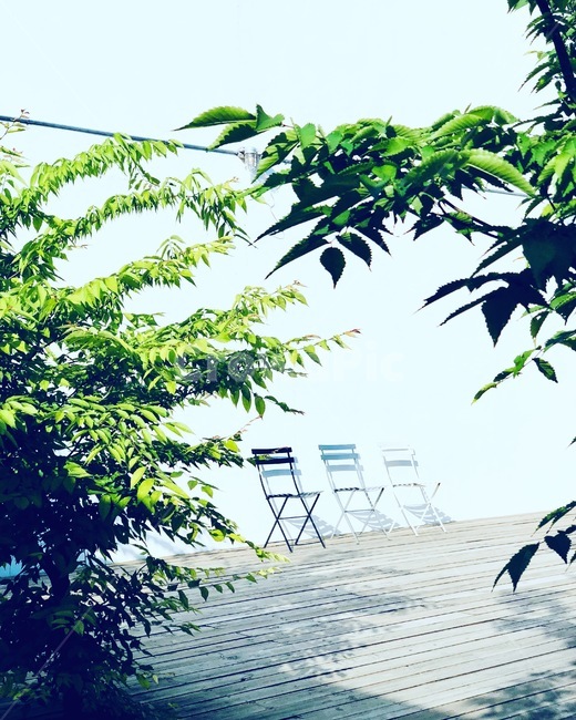 서종,의자,햇빛,그림자,오후,식물,식물,자연,plants,nature,인테리어,실내디자인,interior design
